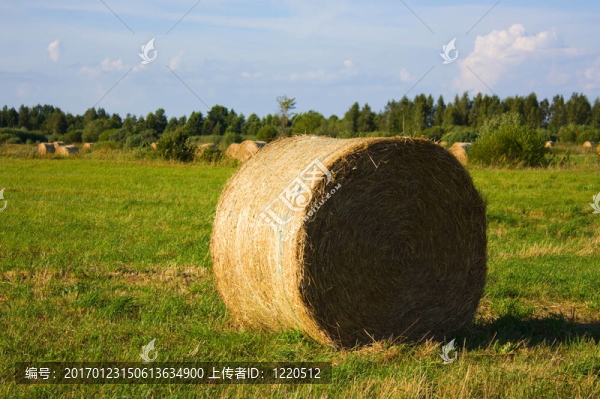 牧草卷；田間
