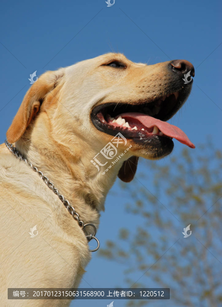 拉布拉多獵犬