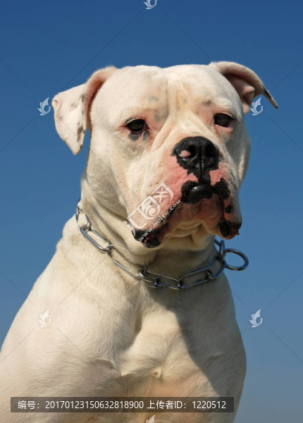 美國斗牛犬
