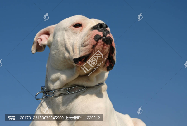 美國斗牛犬