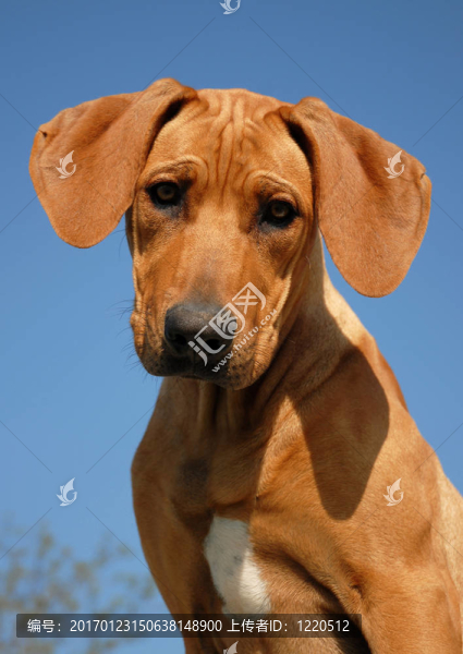 小狗的羅得西亞脊背犬