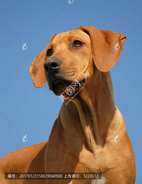 小狗的羅得西亞脊背犬
