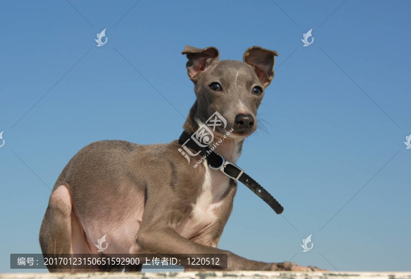小狗純種意大利灰狗