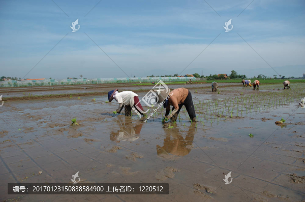 種植的稻田