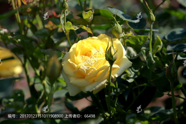 玫瑰花