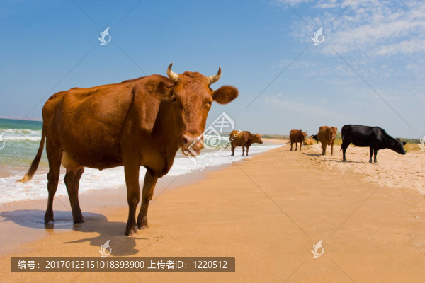 日光浴的牛