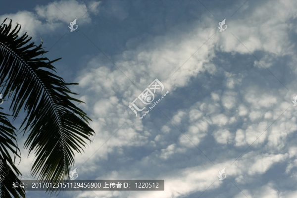 椰子葉在蓬松的云彩