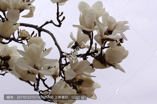 木蘭