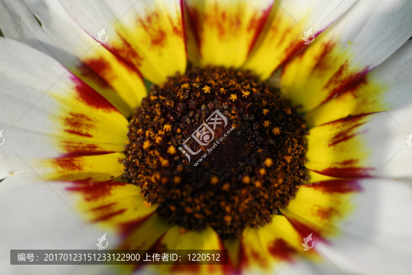 白色的雛菊Zulu,Prince,flower宏
