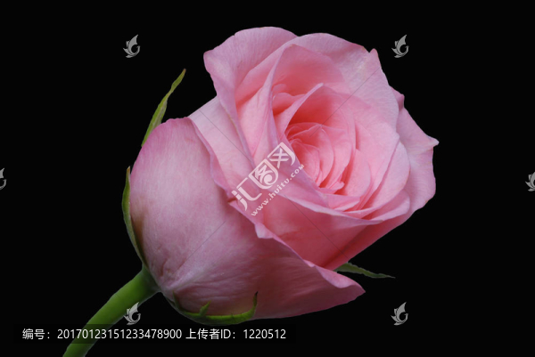 粉紅色的玫瑰花