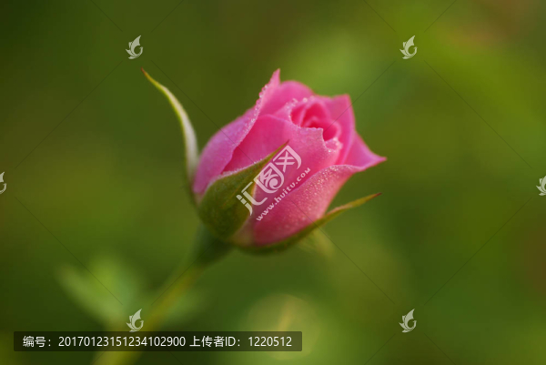 Rose,Flower芽