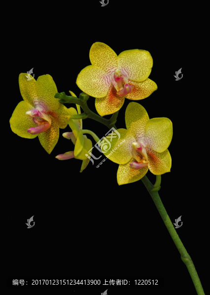 粉紅蛾蘭花