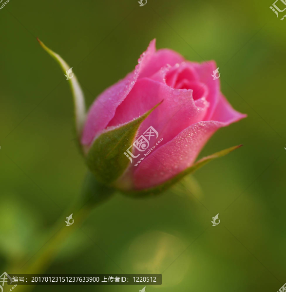 Rose,Flower芽