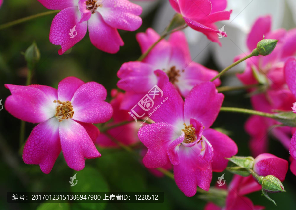 Pink,Rose,Flowers束