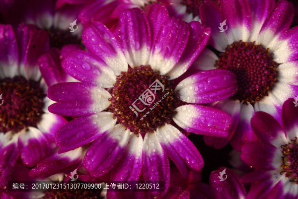 粉紅色的瓜葉菊