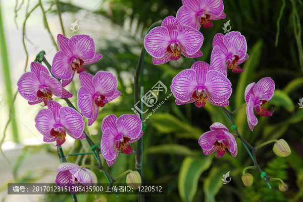 粉紅蛾蘭花