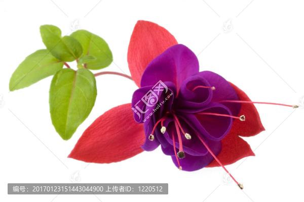 黑眼睛的紫紅色的花大