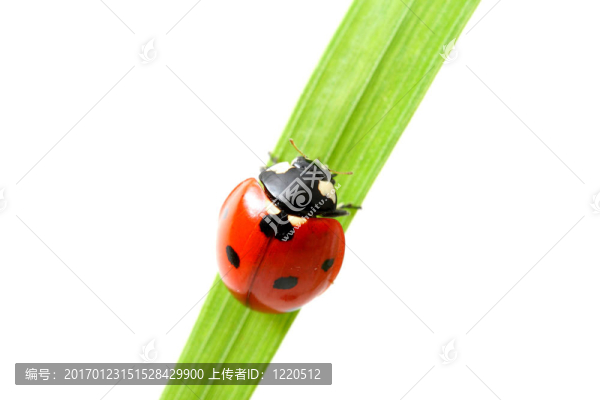紅瓢蟲