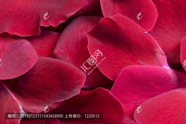 紅玫瑰的花瓣