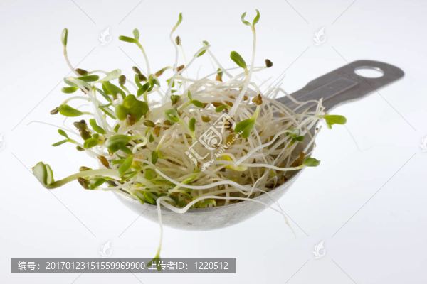 一湯匙辛辣的紫花苜蓿和蘿卜芽