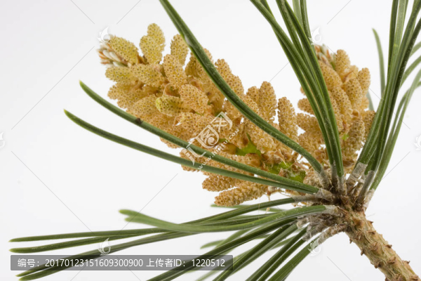 你對白松花粉過敏嗎？