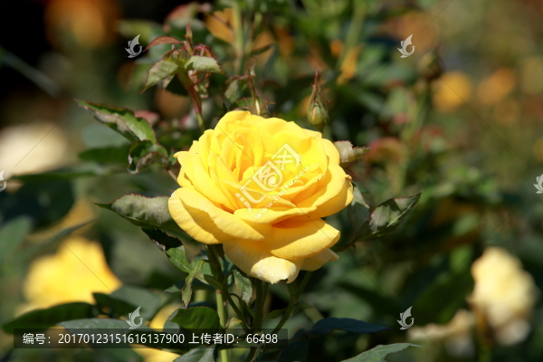 玫瑰花