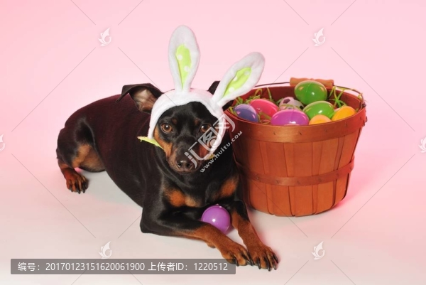 復(fù)活節(jié)兔子小狗