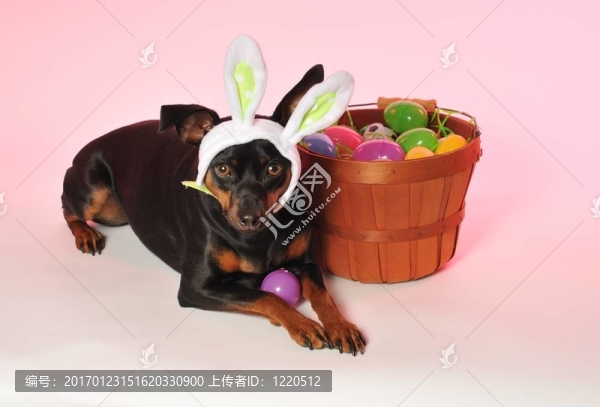 復(fù)活節(jié)兔子小狗