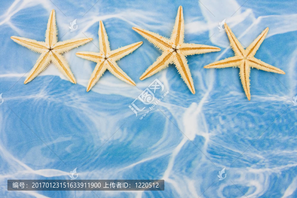 海星的邊界