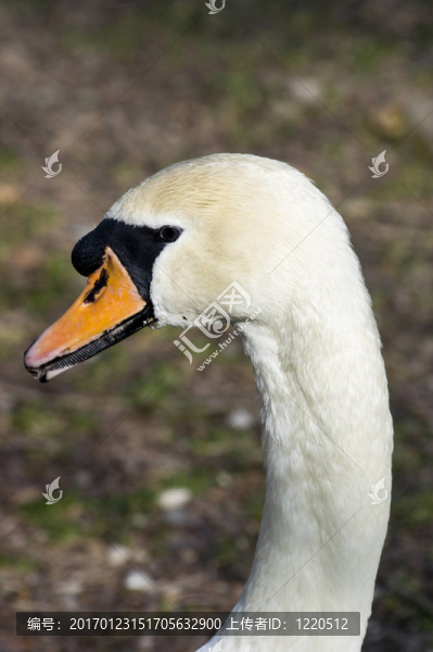 疣鼻天鵝