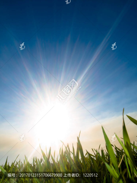 美麗的新鮮綠色小麥-匯圖網(wǎng) www.fosd68.com 美麗的新鮮綠色小麥