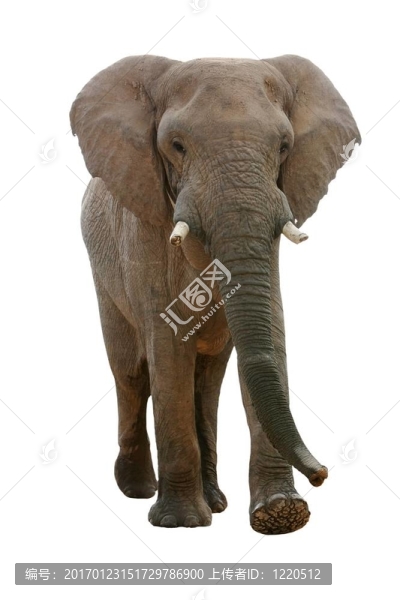 非洲象-孤立-匯圖網(wǎng) www.fosd68.com 非洲象-孤立