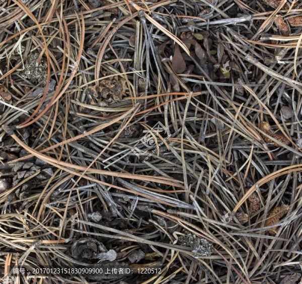 松針底林背景-匯圖網(wǎng) www.fosd68.com 松針底林背景