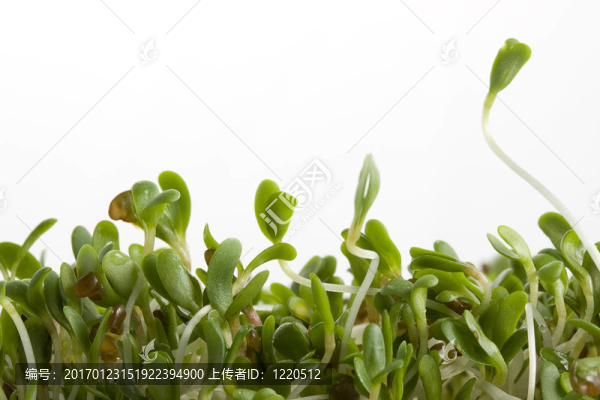 紫花苜蓿芽