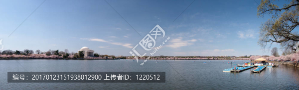 潮汐湖櫻花全景