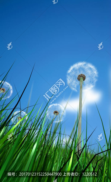 草和花有一個(gè)藍(lán)色的天空