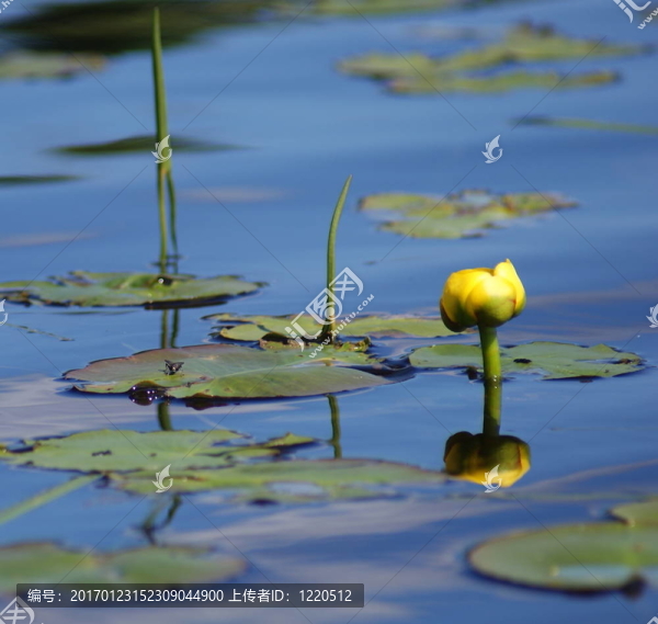 水百合