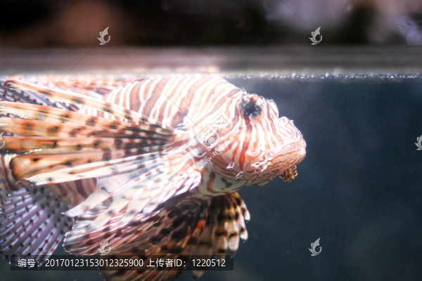 魚