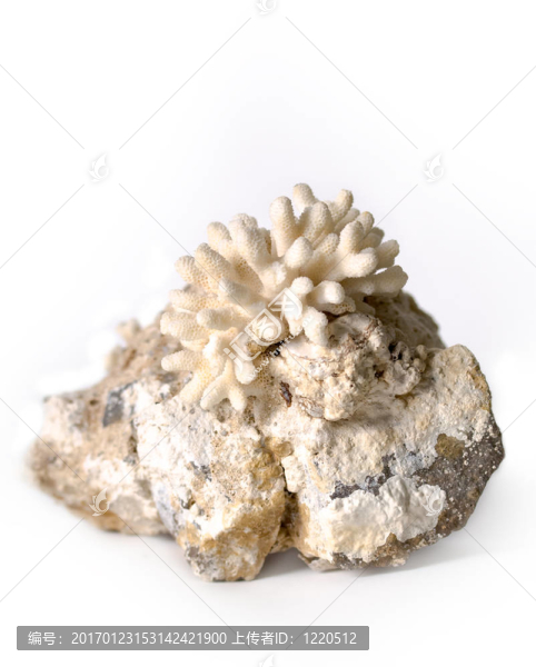 珊瑚石