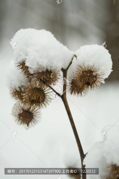 牛蒡在雪中