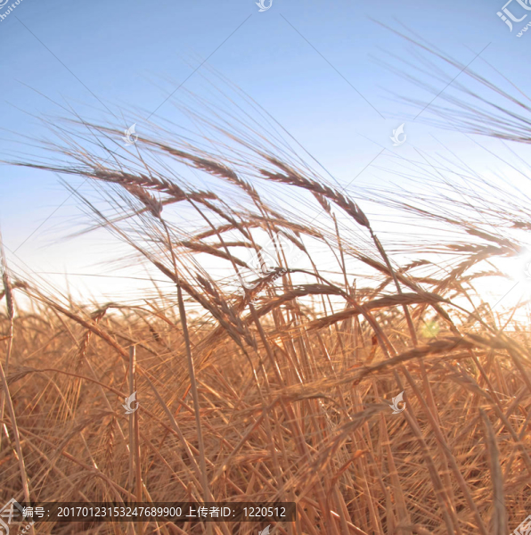 小麥-匯圖網(wǎng) www.fosd68.com 小麥