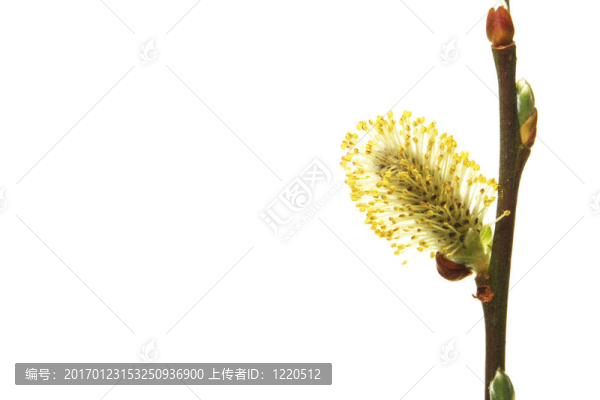 柳樹的特寫