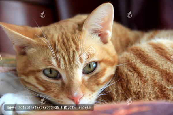 涵爺?shù)狞S貓
