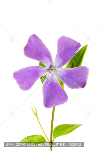 長春