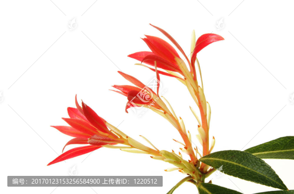 菜青蟲