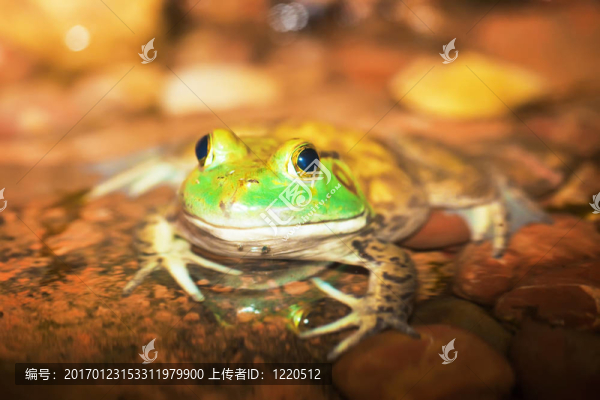 美國牛蛙