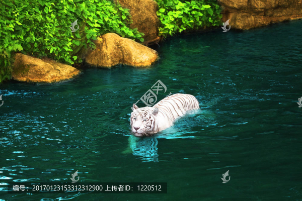 白虎