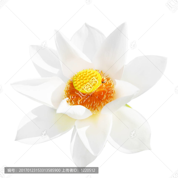 蓮花
