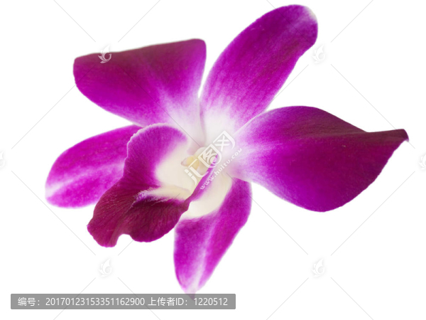 蘭花