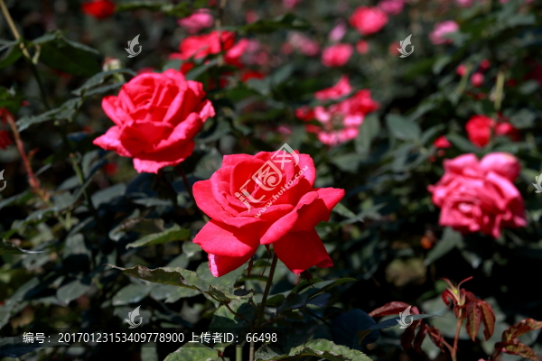 玫瑰花